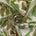 Marigold Floral Embroidery On Mesh Fabric SV580975 Green 1