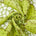 Clouded Velvet Mesh Lace Fabric SV580948 Lime Green 1