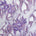 Floral Rhinestone Embroidery With Patches On Sparkled Tulle Fabric SV576132 Lilac 1