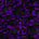 Ruffled Bulbs Embroidered On Chiffon Fabric SV581189 Black / Purple 1