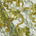 Floral Velvet Chemical Metallic Lace With Sequins Rhinestones Fabric SV576136 Olive Green 1