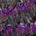 Chicken Feather Trim Layers Fabric SV576003 Purple 1