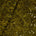 Ruffle Daisy Rosette On Mesh Fabric SV580952 Dark Olive 1