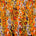 African Print Ankara Dty Fabric SV577640 Orange 1