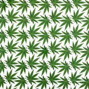 White Sativa Print Broadcloth Fabric SV577153 1